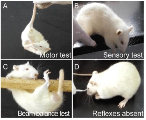 Neurologically Valid Animal Models